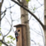 Handcrafted Woodpecker Nesting Box – Fsc Pinewood Wooden, thumbnail 6 of 12
