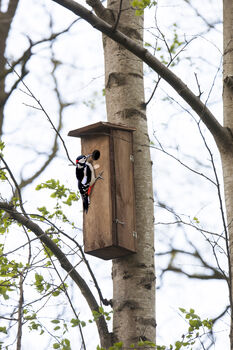 Handcrafted Woodpecker Nesting Box – Fsc Pinewood Wooden, 6 of 12