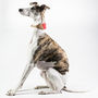 Personalised Cork And Felt Greyhound Dog Collar, thumbnail 10 of 10