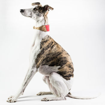 Personalised Cork And Felt Greyhound Dog Collar, 10 of 10