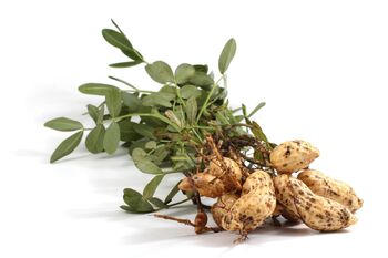 Peanut Plants, Full Plants In A 9cm Pot, 5 of 5