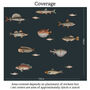Vintage Fish Illustration Wall Stickers, thumbnail 6 of 6