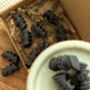 Witches Brew Halloween Inspired Bat Wax Melts, thumbnail 5 of 6