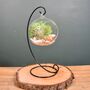 Diy Air Plant Terrarium Kit Hanging Terrarium Gift Forest Green, thumbnail 5 of 7