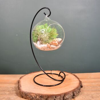 Diy Air Plant Terrarium Kit Hanging Terrarium Gift Forest Green, 5 of 7