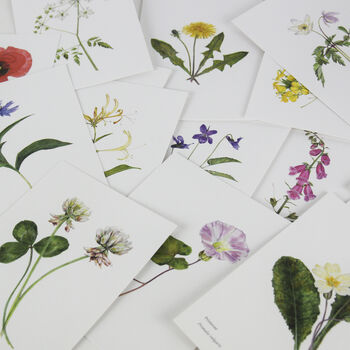 British Wild Flower Postcard Box, 4 of 4