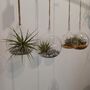 Airplant In Glass Bauble Open Terrarium, thumbnail 8 of 11