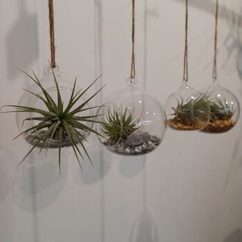 Airplant In Glass Bauble Open Terrarium, 8 of 11