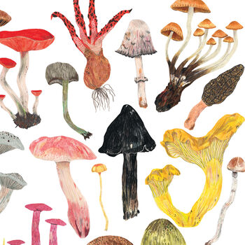 Mushroom And Toadstools Print, 7 of 8