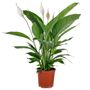 Houseplant Spathiphyllum 'Peace Lily' Two X 13cm Pots, thumbnail 1 of 5