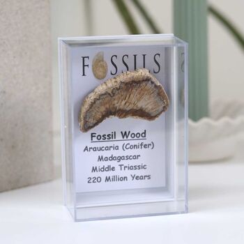 Fossil Wood Slice Araucaria Conifer, 9 of 10