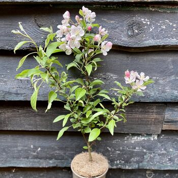 Scented Crab Apple Blossom Tree Wedding Planting Gift, 9 of 9