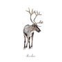 Reindeer Personalised Hand Painted Fine Art Print, thumbnail 2 of 3