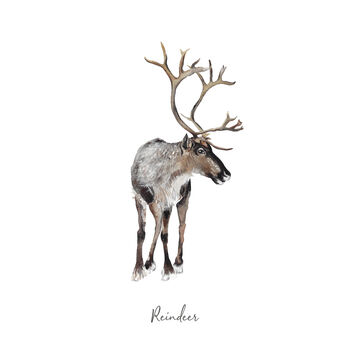 Reindeer Personalised Hand Painted Fine Art Print, 2 of 3