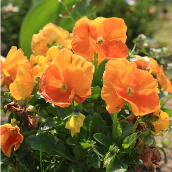 Flowers Pansy 'Deep Orange' 20 X Plant Pack, 3 of 5
