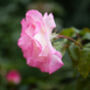 Climbing Rose 'Handel' Plant 5 L Pot, thumbnail 6 of 6