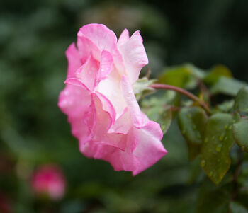 Climbing Rose 'Handel' Plant 5 L Pot, 6 of 6
