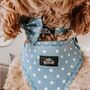 Dog Harness Set | Blue Polka Dot, thumbnail 2 of 8