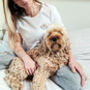 Personalised Dog Lover Varsity Pyjamas, thumbnail 1 of 12