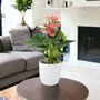 Pink Flamingo Flower Anthurium In 12cm Pot, thumbnail 8 of 8