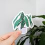 Spotted Begonia Houseplant Sticker, thumbnail 1 of 3