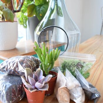 Open Terrarium Kit With Succulent Cactus Plant Gift, 7 of 8