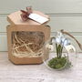 Paper Snowdrop Tiny Terrarium With Gift Tag And Box, thumbnail 1 of 11