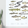 Freshwater Fish Watercolour Print, thumbnail 4 of 4