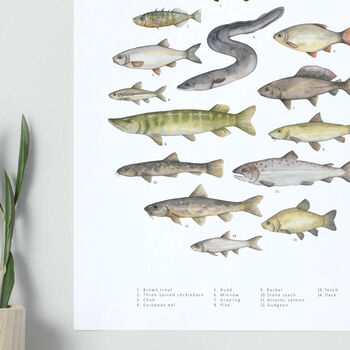 Freshwater Fish Watercolour Print, 4 of 4