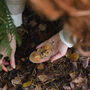 Autumn Foraging Walk For One In The South Downs, thumbnail 3 of 11