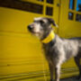 Yellow Leather Whippet Collar And Matching Lead Set, thumbnail 2 of 12