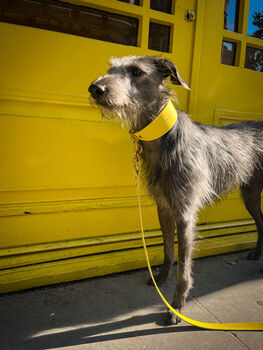 Yellow Leather Whippet Collar And Matching Lead Set, 2 of 12