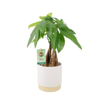 Pachira Money Tree With Braided Trunk – 12cm Pot, 7 of 12