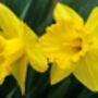 Spring Bulbs Daffodil 'King Alfred' Bulb Pack, thumbnail 2 of 7