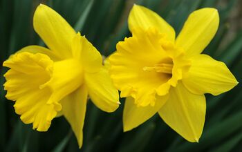 Spring Bulbs Daffodil 'King Alfred' Bulb Pack, 2 of 7