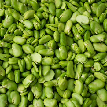 Broad Beans Aquadulce 12 X Plant Pack, 4 of 5