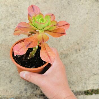 Aeonium Succulent Live Plant Cutting Or Rooted, 4 of 4
