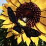 Sunflower And Bee Art037, thumbnail 4 of 4