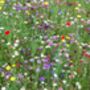 Seedball Wildflower Wonderland Christmas Set – Three Tins To Cover 3m² Or Nine Pots – A Bee Utiful Gift For Wildlife Lovers, thumbnail 4 of 12