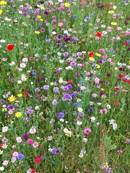 Seedball Wildflower Wonderland Christmas Set – Three Tins To Cover 3m² Or Nine Pots – A Bee Utiful Gift For Wildlife Lovers, 4 of 12