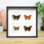 Myriad British Butterfly Collection Box Frame / Entomology Taxidermy Insects Bug Moth Interior Design Home Decor Wall Hanging Gift Ornament, thumbnail 1 of 5