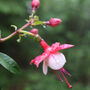 Fuchsia 'Pink + White Bicolour' One Litre Pot, thumbnail 5 of 5