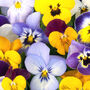 Flowers Viola Mixed Sorbet Select Xp Six X Plant Pack, thumbnail 1 of 5