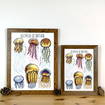 Jellyfish Of Britain Watercolour Postcard, 10 of 11