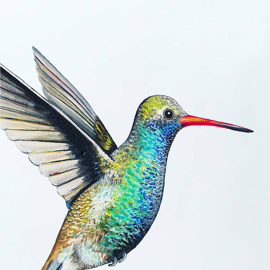 hummingbird illustration print by charlotte duffy design