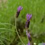 Lavender Plants 'Fathead' Full Plant In A 9cm Pot, thumbnail 5 of 6