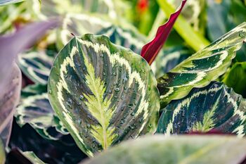 Calathea 'Medallion' Houseplant, 3 of 5