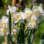 Spring Bulbs Daffodil 'Double Mixed' 48 Bulb Pack, thumbnail 4 of 5