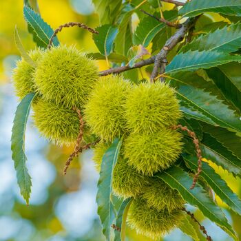 Sweet Chestnut Tree One X Tall Plant In 10 Litre Pot, 3 of 5