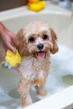 Natural Dog Pamper Gift Box | Organic Balm, Blanket, Toys, Bamboo Grooming Set Eco Friendly Puppy Spa Care Package, 7 of 7